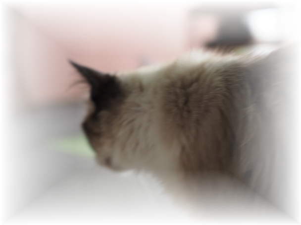 �������E�E�E�y�b�g�̖т́E�E�E