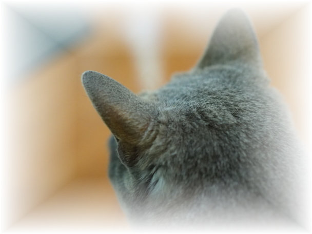 隠しているペット臭を見分ける