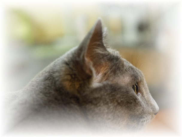 �B�ꂽ�y�b�g�L�ɒ���