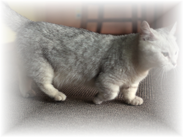 �ԂɃy�b�g�̂ɂ����E�E�E�ǂ�����H