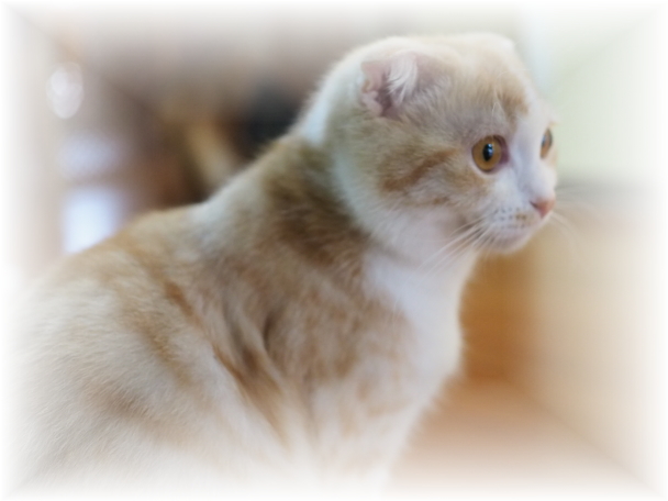 それでも消えないペットの匂いに、私は・・・