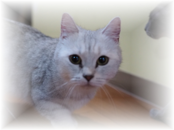 ���ÎԑI�сA���Ȃ��ᕪ����Ȃ����̃|�C���g